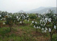 芒果无纺布袋套袋定做厂家
