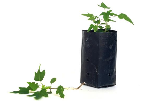 用无纺布种植袋种蔬菜如何