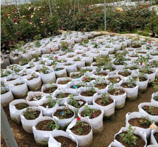 加厚无纺布植树袋耐晒吗
