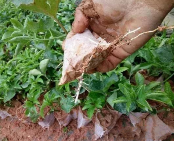 百香果苗的无纺布袋能种植吗？