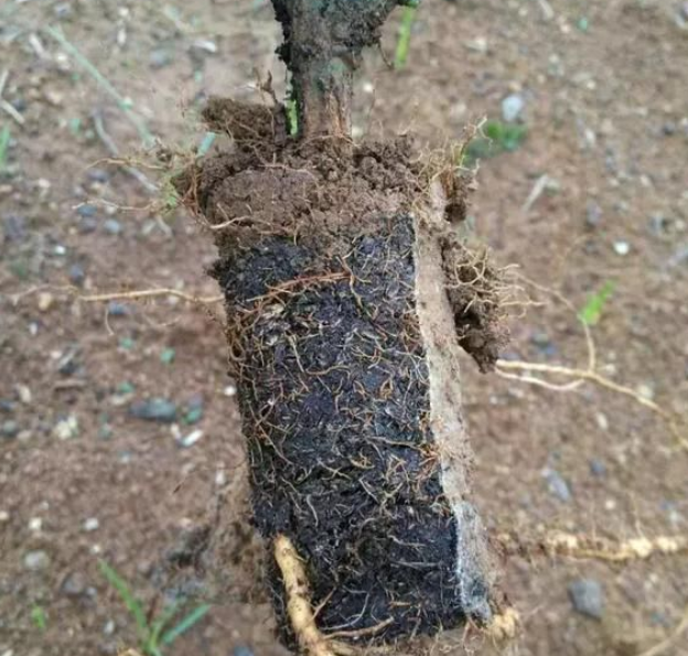 无纺布育苗袋对百香果生长是否有影响