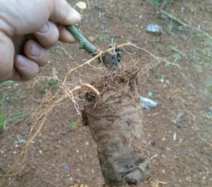 无纺布育苗袋对百香果生长是否有影响