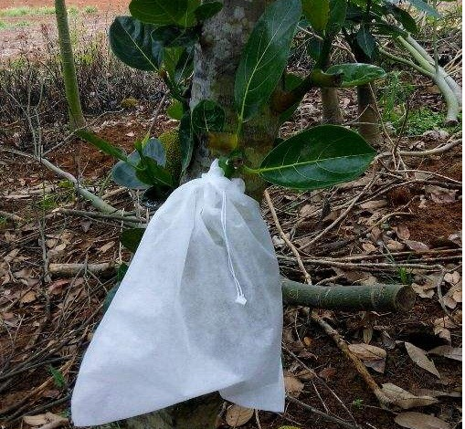 菠萝蜜无纺布套袋价格
